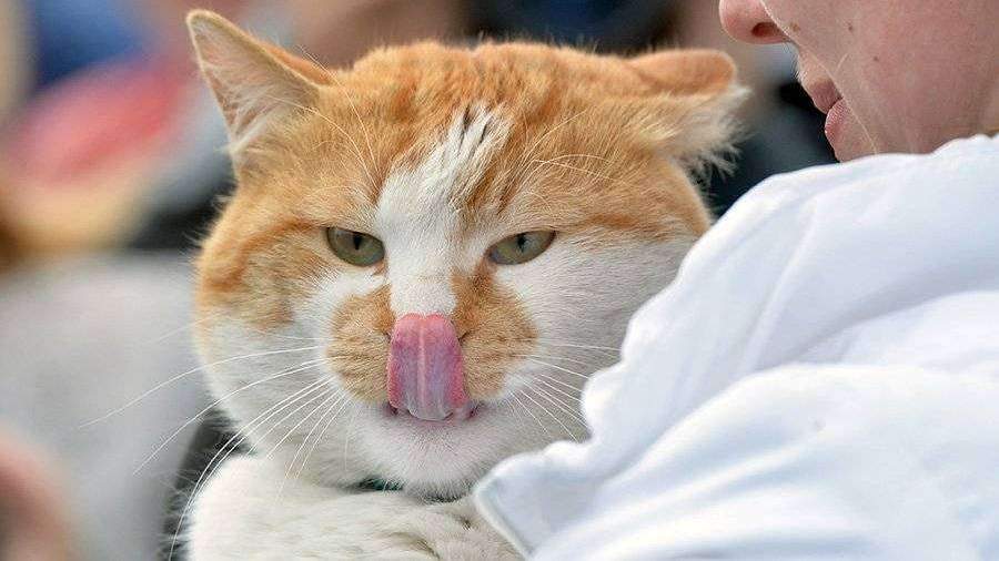 Коты Крыма Фото